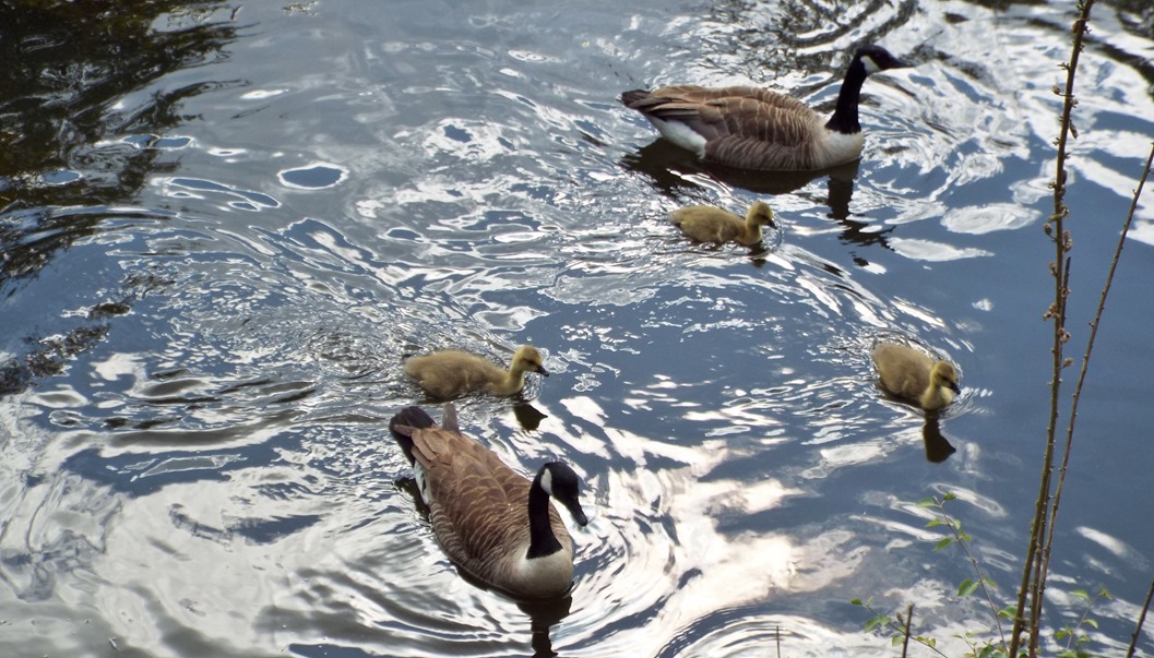 Otley Chevin Country Hotel and Spa goslings