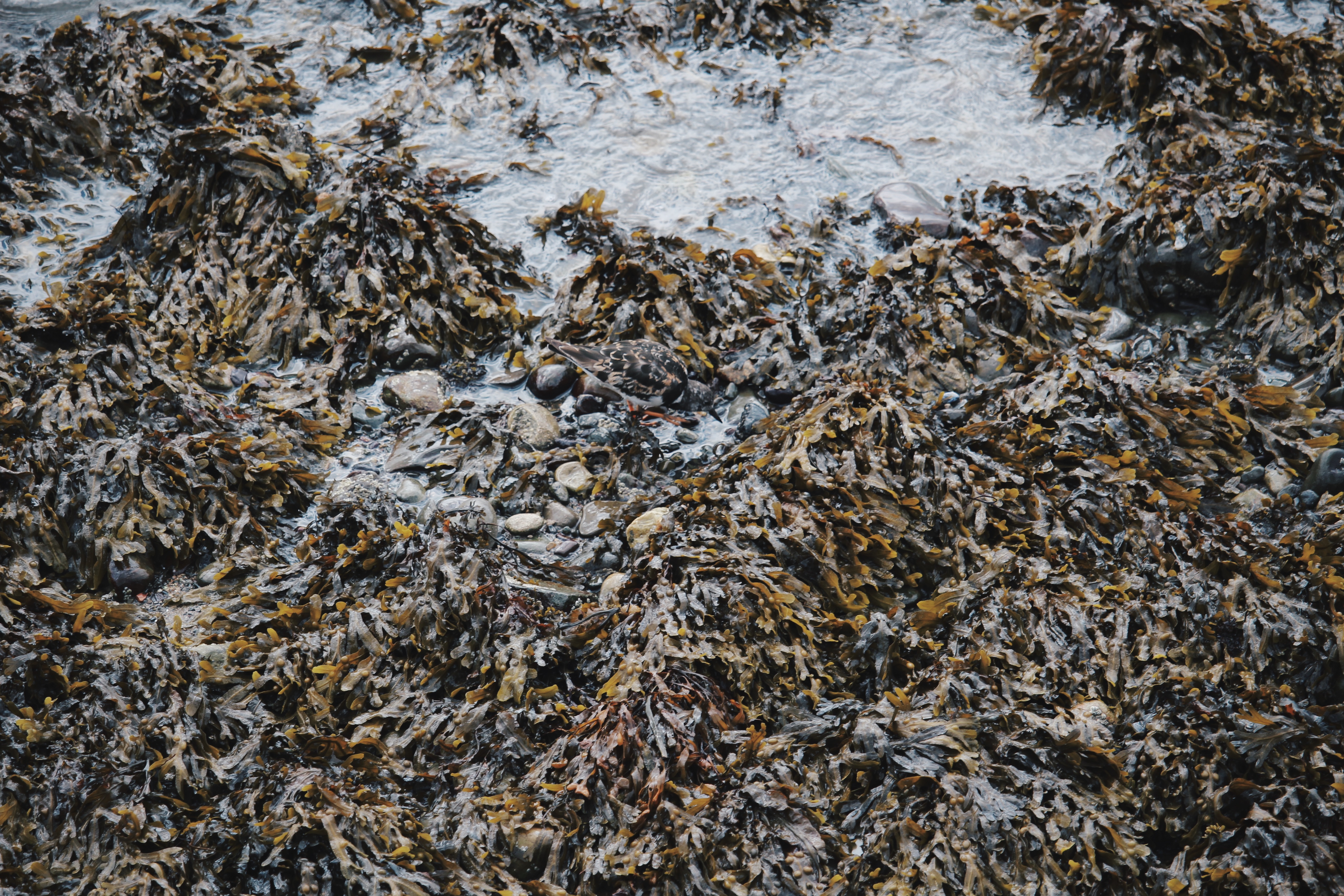 PHOTO DIARY ANGLESEY